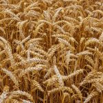 wheat-1530316_1920