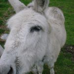 MuleDonkeyAss
