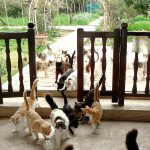Коты в монастыре