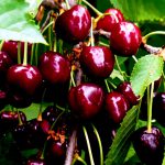 Черешня из Педуласа.Кипр.Троодос.