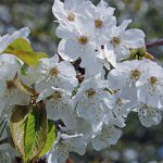 Цвет черешни.Кипр.Троодос.Педулас.-min